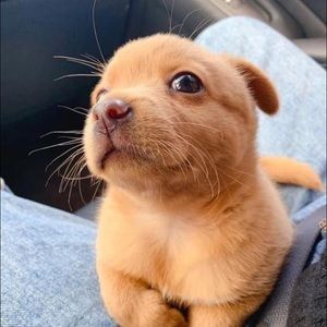 Meet your Posher, Ha